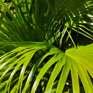 337p日本欧洲亚洲大胆精品
